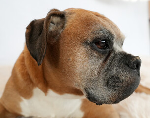 The Boxer is a senior dog with a distinguished gray muzzle, a sleek brown coat, and white markings on its chest. Its soulful, expressive eyes and floppy ears convey a calm and gentle demeanor.