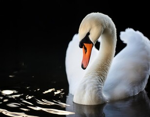 Obraz premium Mute swan on lake. Big white bird swimming in evening sun