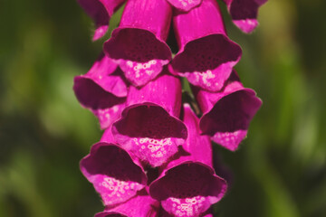 Purple Foxglove © Sage