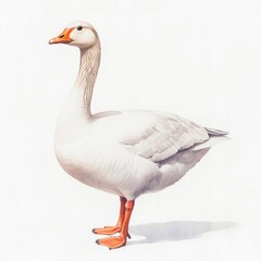 Obraz premium Watercolor painting of a white goose on a white background. 