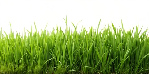Fototapeta premium Lush Grass Edge Photography: Vibrant and Textured Images for Backgrounds, Posters, Headers, Backdrops, and Creative Graphic Design Projects