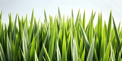 Obraz premium Lush Grass Edge Photography: Vibrant and Textured Images for Backgrounds, Posters, Headers, Backdrops, and Creative Graphic Design Projects