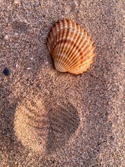 seashell on the sand