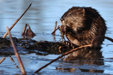 A North American Muskrat in Ottawa, Ontario, Canada eating a stick. 