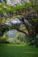 um jardim com balanço gramado verde 