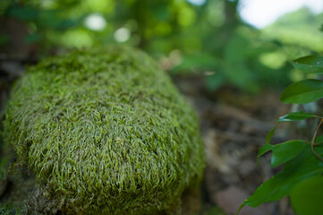 Stone in the forest covered by moss