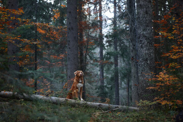 A Nova Scotia Duck Tolling Retriever sits attentively in a colorful autumn forest surrounded by...