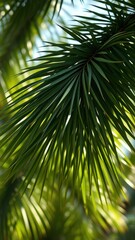 Dense cluster of palm fronds in natural lighting with blurred background and focus on details, vegetation, natural tropical green leaf close up