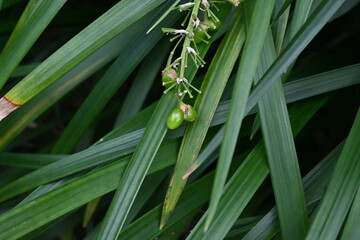 White lilyturf (Ophiopogon jaburan). Asparagaceae perennial plants. Grows in partial shade, blooms small white flowers in summer and produces green fruits after flowering.