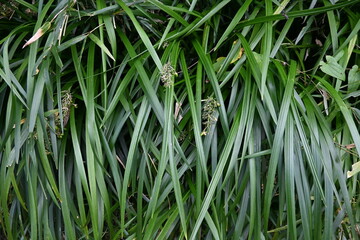 White lilyturf (Ophiopogon jaburan). Asparagaceae perennial plants. Grows in partial shade, blooms small white flowers in summer and produces green fruits after flowering.