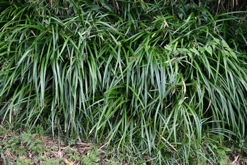 White lilyturf (Ophiopogon jaburan). Asparagaceae perennial plants. Grows in partial shade, blooms small white flowers in summer and produces green fruits after flowering.