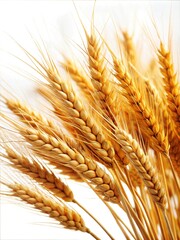 Golden Wheat Photography: Stock Photo for Backgrounds, Headers, Posters, and Design Project
