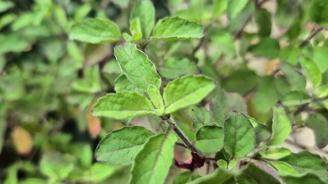 Holy basil or tulsi in the garden, these aromatic hot basil plants are used in traditional medicine in Asia.