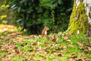 Eichhörnchen
