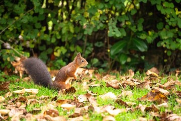 Eichhörnchen