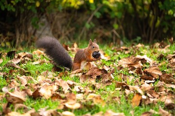 Eichhörnchen