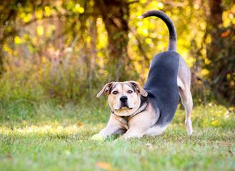 A mixed breed dog stretching in a play bow position