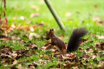 Eichhörnchen