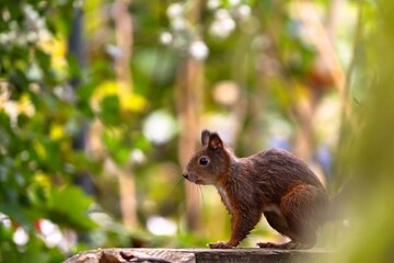 Eichhörnchen