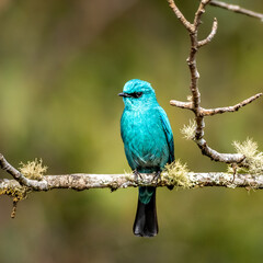 Verditer Flycatcher | Beautiful bird | Beautiful blue bird | Indian bird