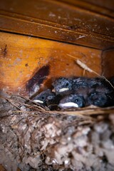 Close-up of small swallow chicks with yellow mouths in the nest against the background of the wooden paneling of the balcony.