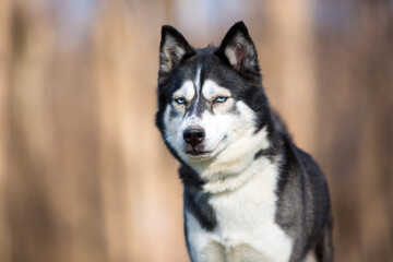 A Husky dog with a serious expression