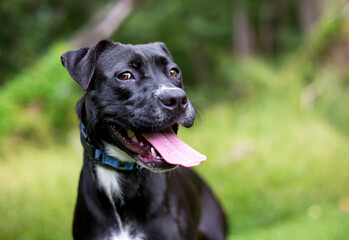 A mixed breed dog looking to the side with a funny expression