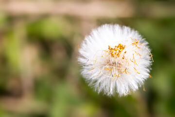 Close up of a  dandelion seed head with delicate details and a blurred green background in natural light.
