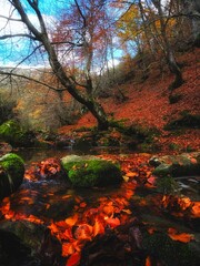 Autumn in the forest