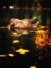 duck in the water