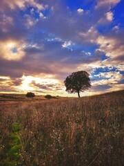 sunset over the field