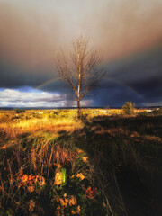 Rainbow