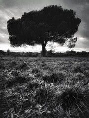 Black and white tree