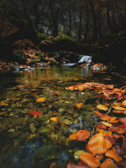 Autumn in the forest