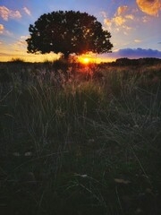 sunset in the field