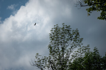 Majestic Golden Eagle Soaring Gracefully in the Blue Sky
