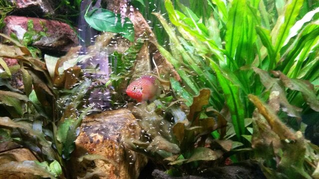acuario