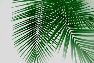 Obraz premium Capture the Beauty of Leaves: A Botanical Perspective