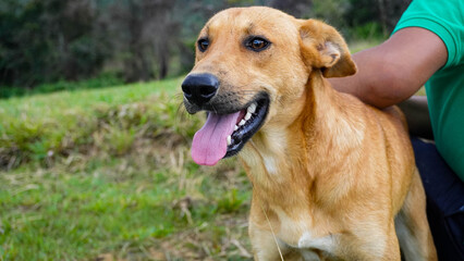 Perro feliz cansado de jugar con su amo