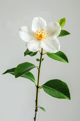 Obraz premium Single Leontopodium alpinum flower with white petals and yellow center on plain background