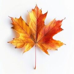 Obraz premium autumn leaves isolated on white background autumn leaves isolated on white background