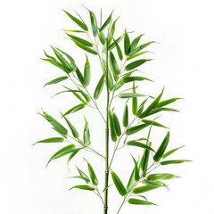 Fototapeta premium Bamboo foliage with stems Green leaves isolated on white background with clipping path