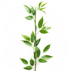 Bamboo foliage with stems  Green leaves isolated on white background  with clipping path