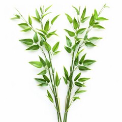 Fototapeta premium Bamboo foliage with stems Green leaves isolated on white background with clipping path