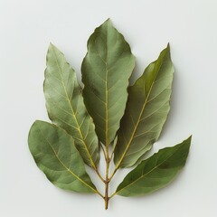 Bay leaf isolated on the white background.