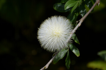 白いオオベノゴウガン