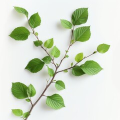 Fototapeta premium Green leaves on tree branch on white background.