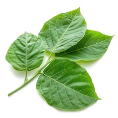 Obraz premium Inga laurina willd (sacky sac bean) leaf isolated on white background