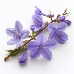 Naklejka premium Jacaranda flowers isolated on white