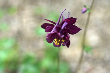 セイヨウオダマキ